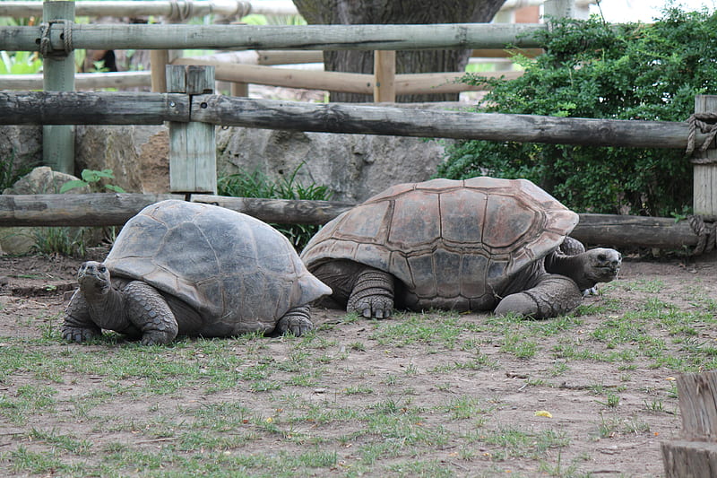 tortoise nature, pair, HD wallpaper