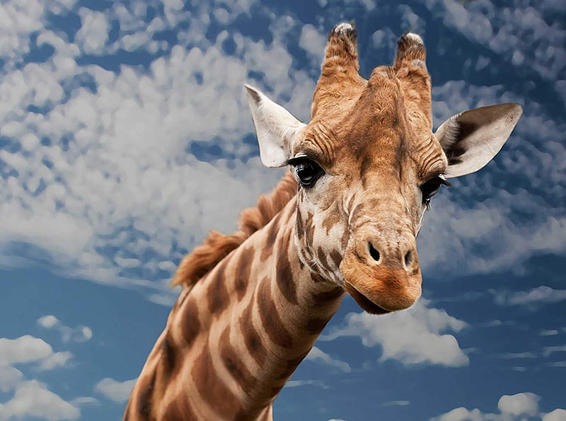 Hello ! It's me, cute, head, giraffe, animals, HD wallpaper