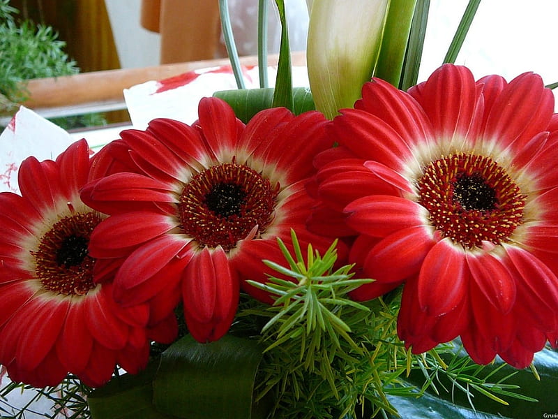 Bonitas gerberas, gerberas, bonitas, tres, flores, Fondo de pantalla HD |  Peakpx