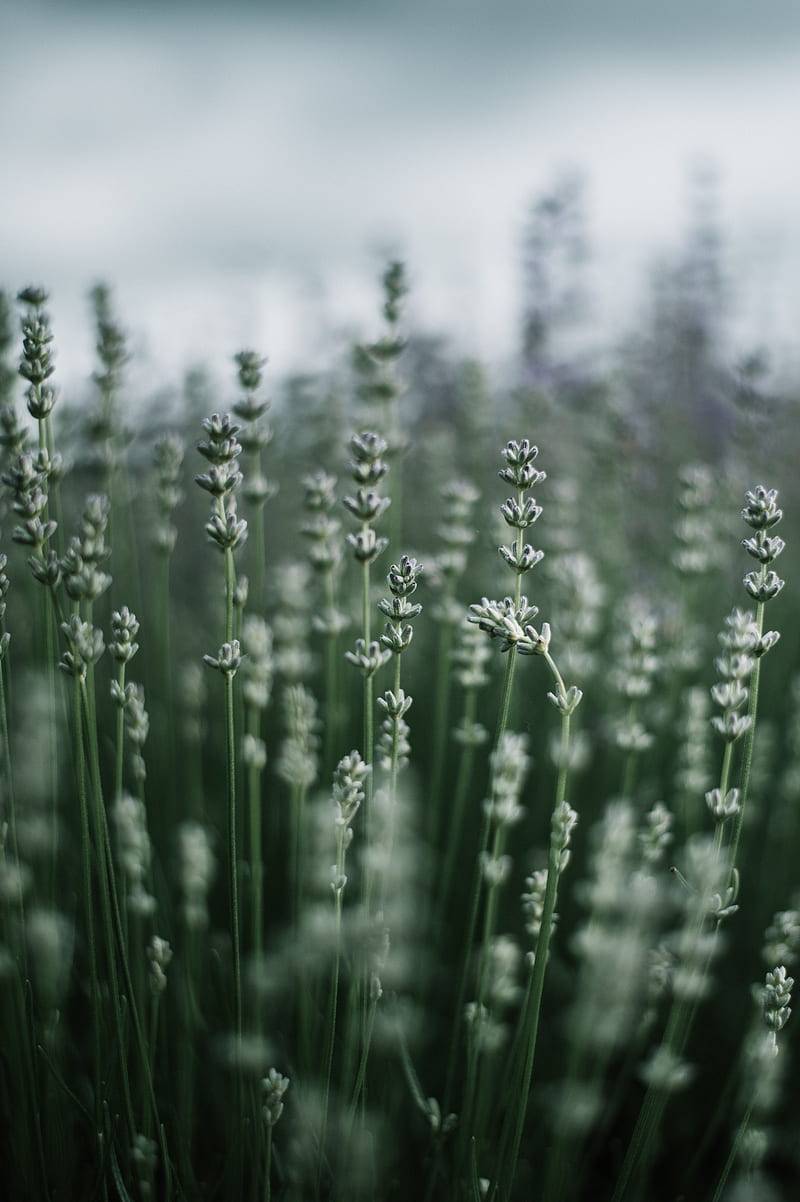 grass, macro, plant, blur, HD phone wallpaper