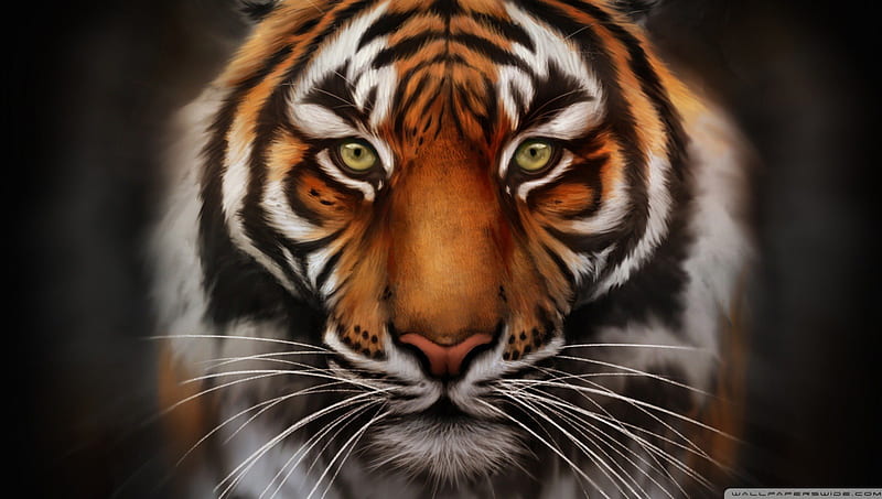One Intense Tiger, siberian tiger, eye of the tiger, bengal tiger, tiger eyes, tiger, HD wallpaper