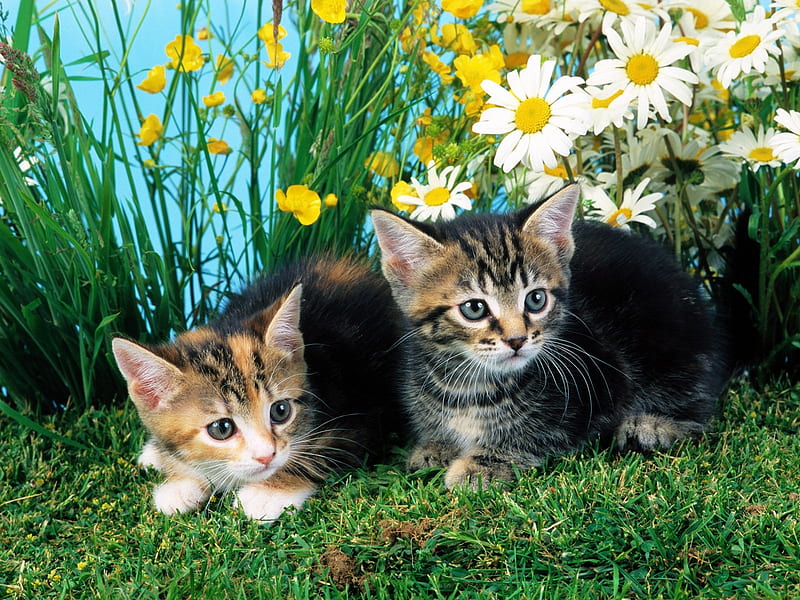 Two cats-Cute little kitty cat living, HD wallpaper