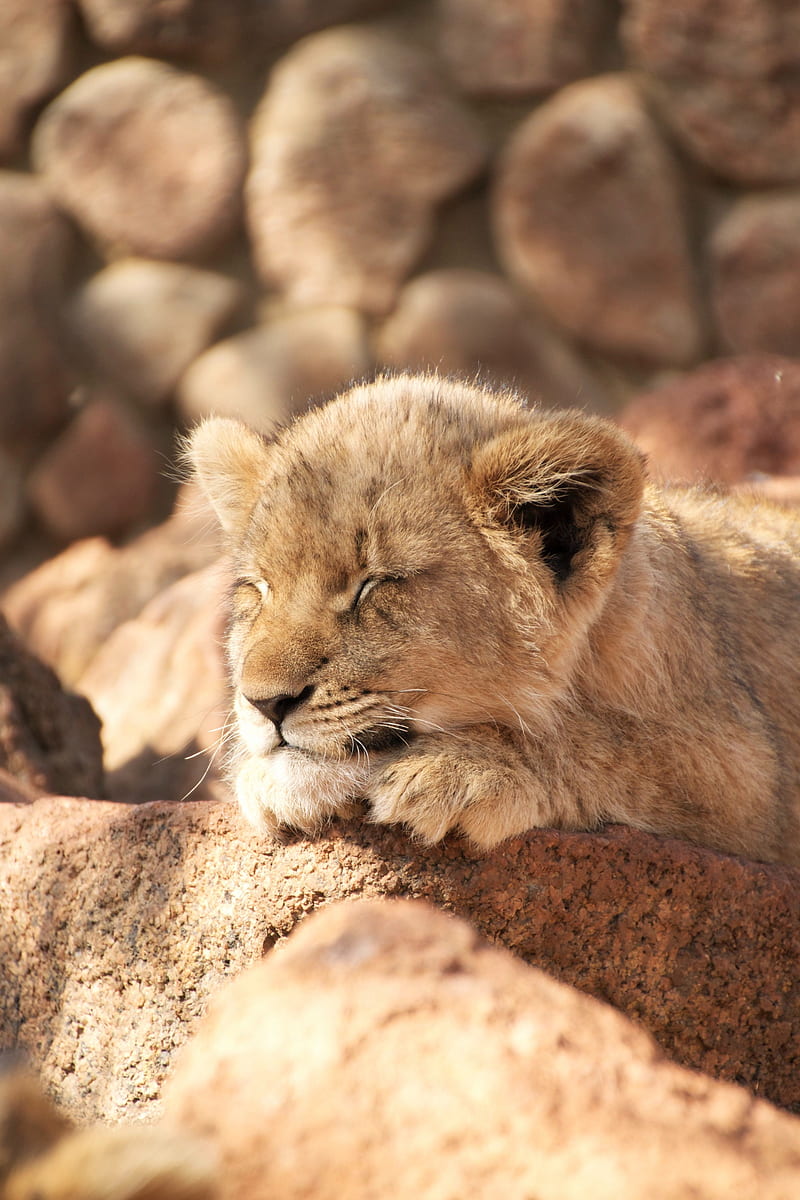 Lion cub, lion, sleep, animal, cute, HD phone wallpaper | Peakpx