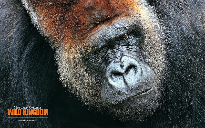 Gorilla, HD wallpaper