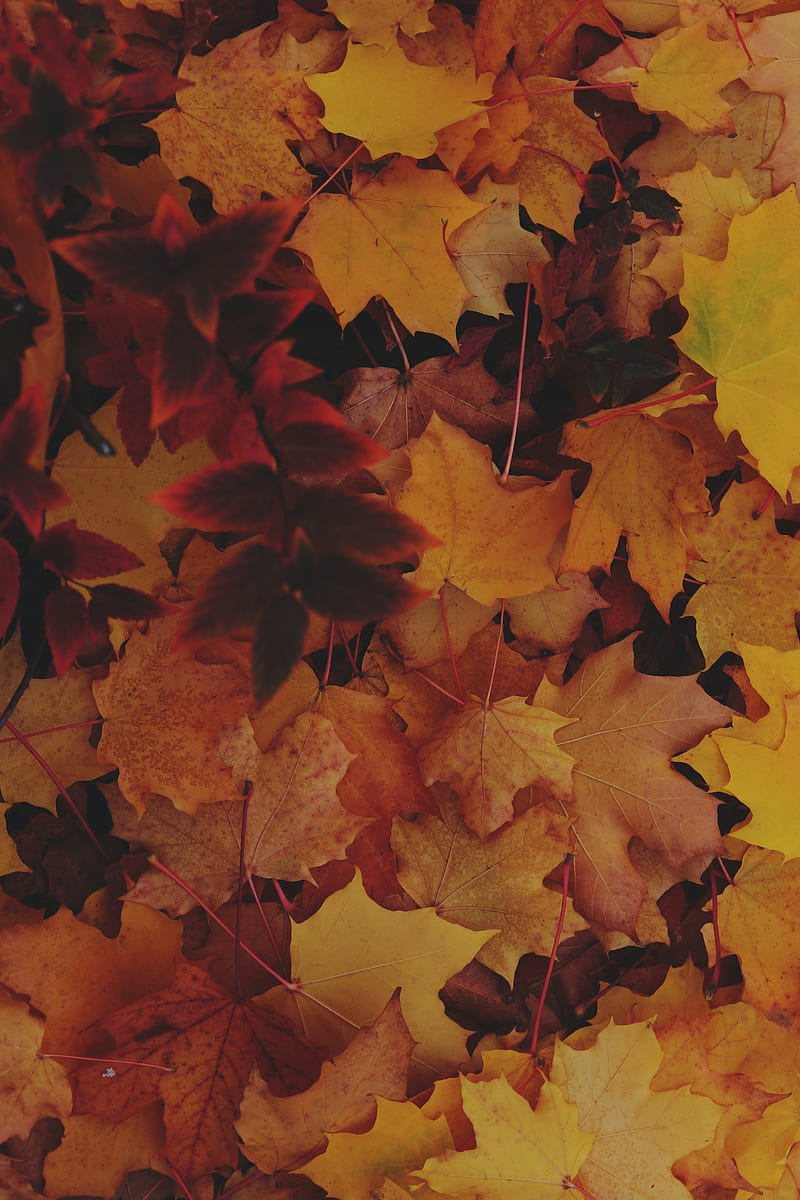 leaves, autumn, yellow, fallen leaves, HD phone wallpaper