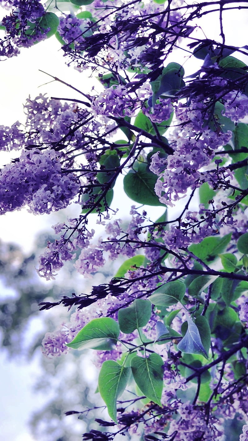 Lilac flowers , flower, purple, plant branch, background, HD phone wallpaper
