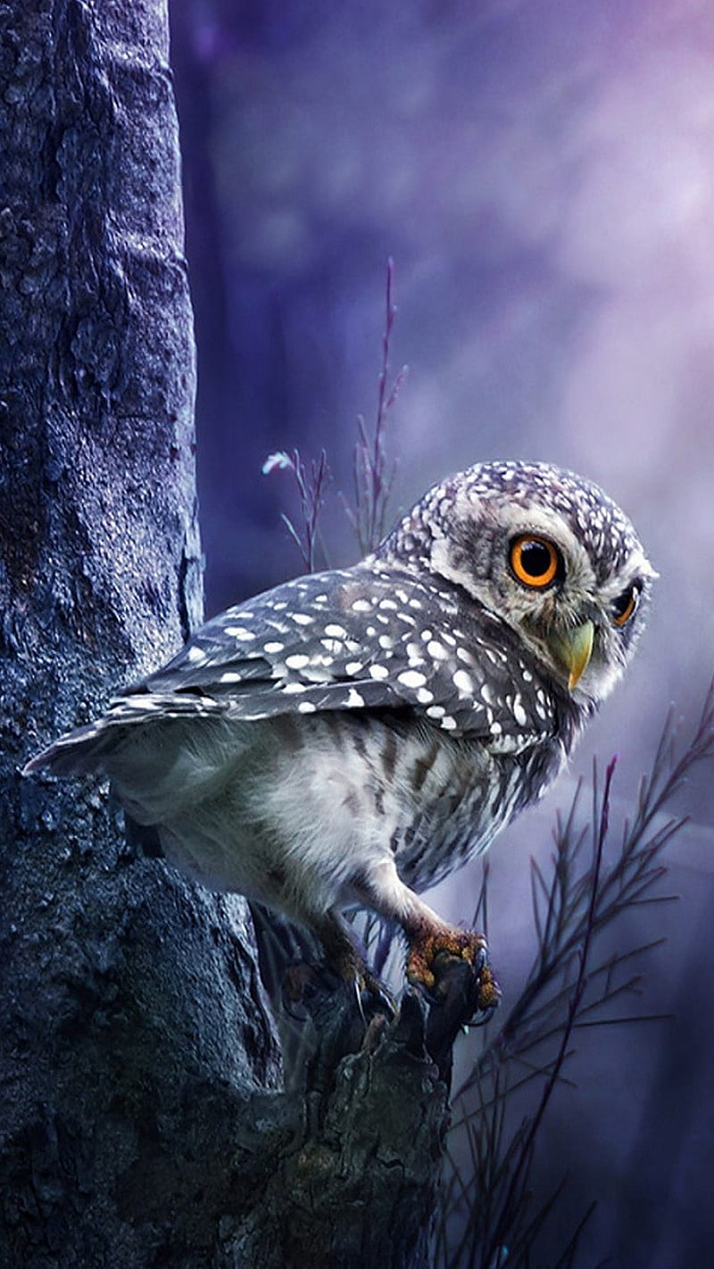 OWLS, owl, magic, wizard, forest, art, cartoon, HD phone wallpaper | Peakpx