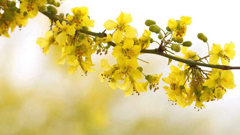 Blossom Spring Cherry Yellow Flowers Tree Branch In Blur Background Yellow, HD wallpaper