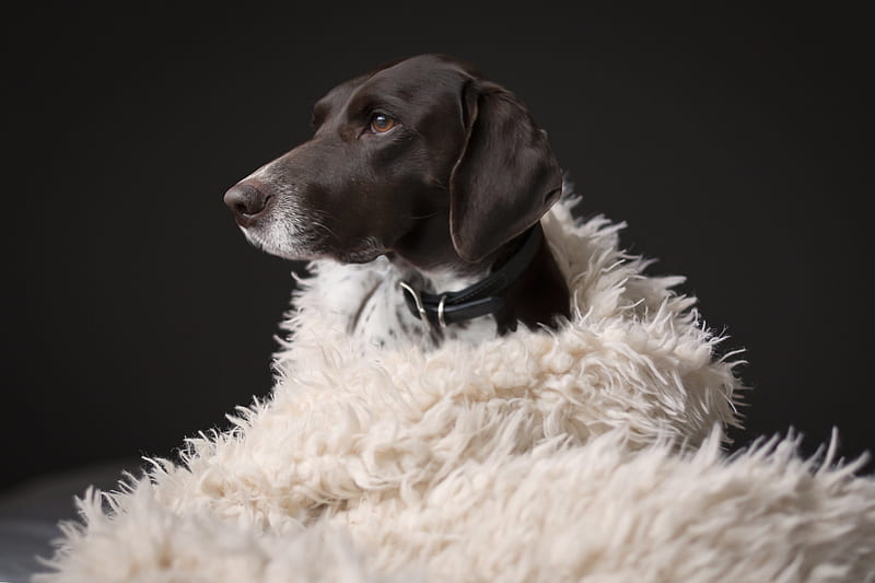 Dogs, German Shorthaired Pointer, HD wallpaper