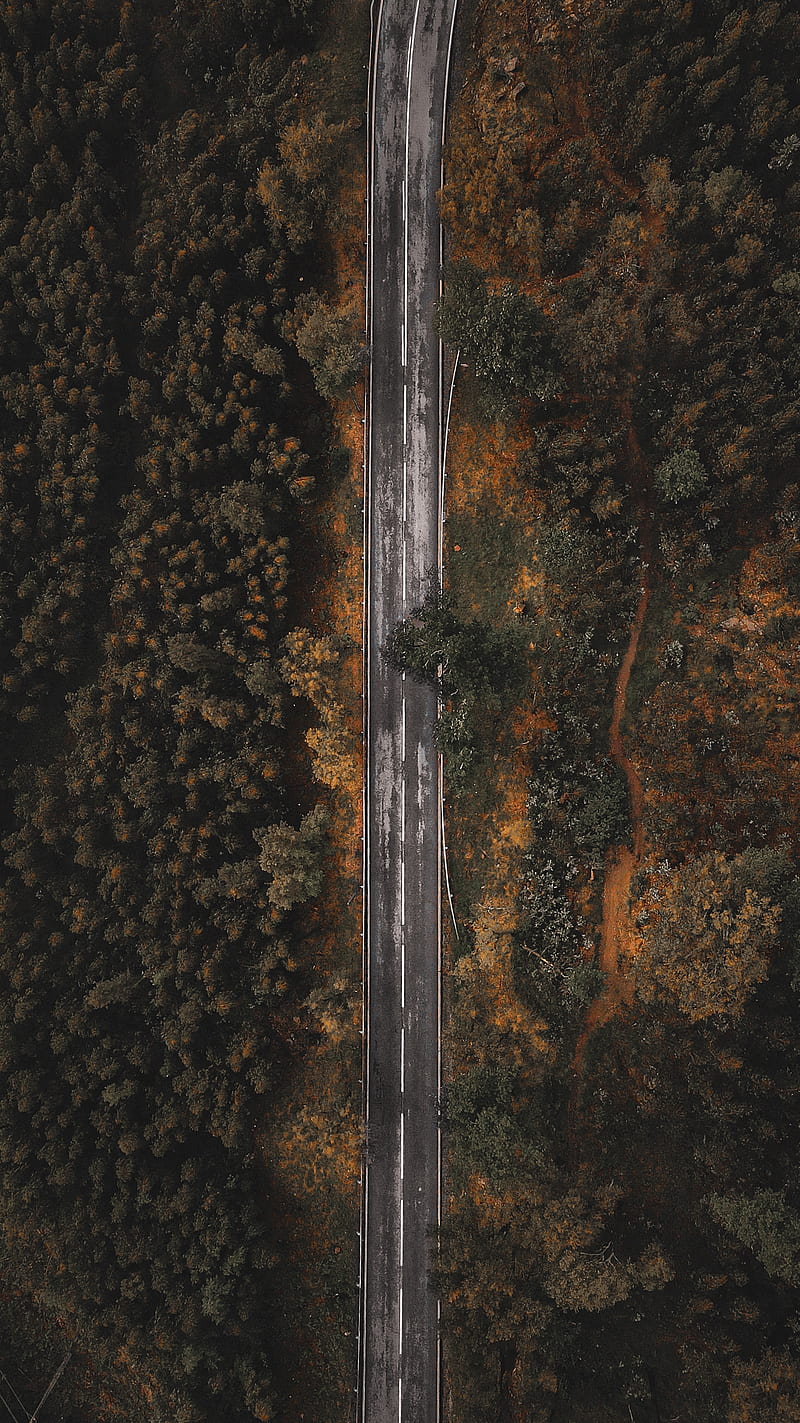 road, forest, trees, top view, overview, HD phone wallpaper