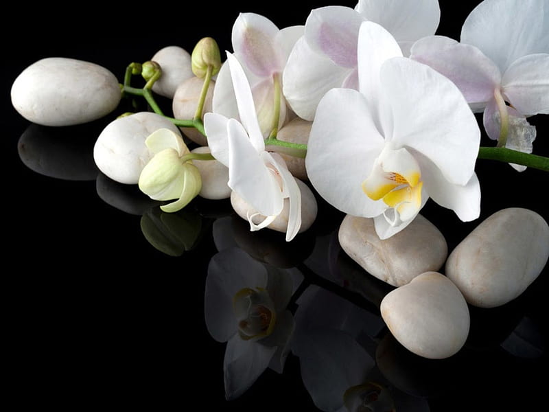 Orchids and Stones, Pretty, White, Bloom, Flowers, Stones, HD wallpaper