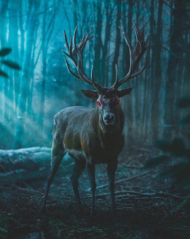 DEER, buck, bucks, elk, head, hunter, hunting, tail, HD phone wallpaper |  Peakpx
