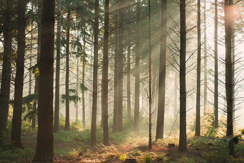 Brown trees in forest during daytime, HD wallpaper | Peakpx