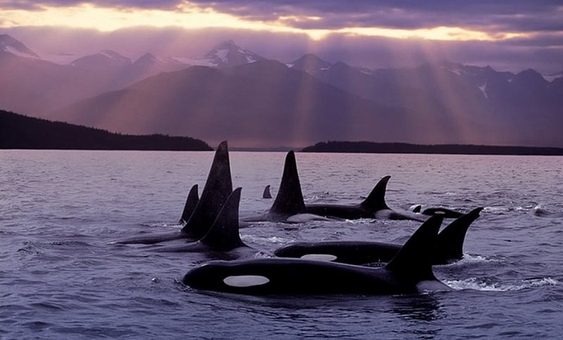 Gathering of the Pod, orcas, victoria, canada, bc, HD wallpaper