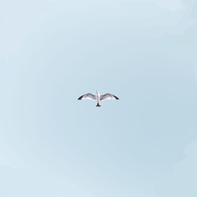 seagull, bird, flight, sky, wings, flap, HD phone wallpaper