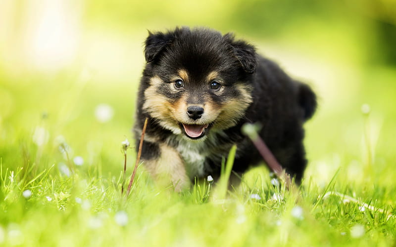 Finnish Lapphund, green grass, pets, puppy, dogs, black finnish lapphund, cute dog, Finnish Lapphund Dog, HD wallpaper