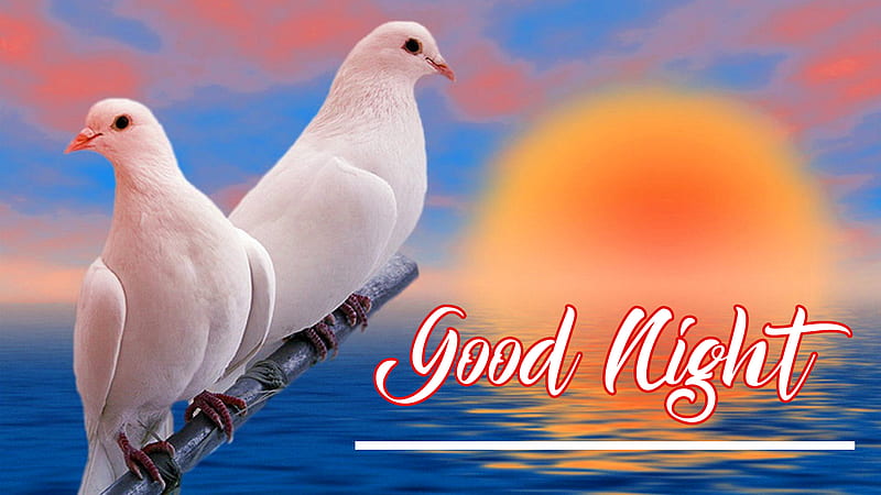 Good Night Two White Pigeons Good Night, HD wallpaper