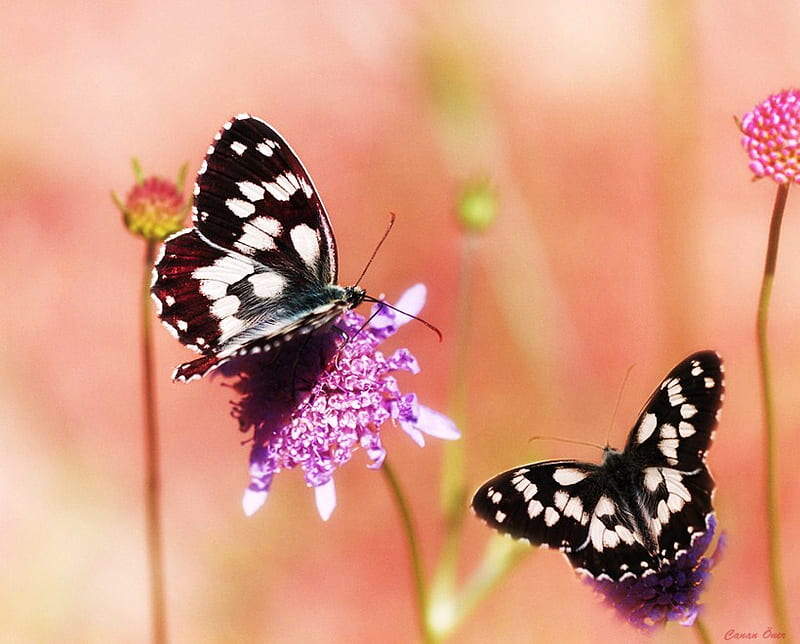 Twins of flight, purple blooms, matching, black and white, butterflies, pair, HD wallpaper