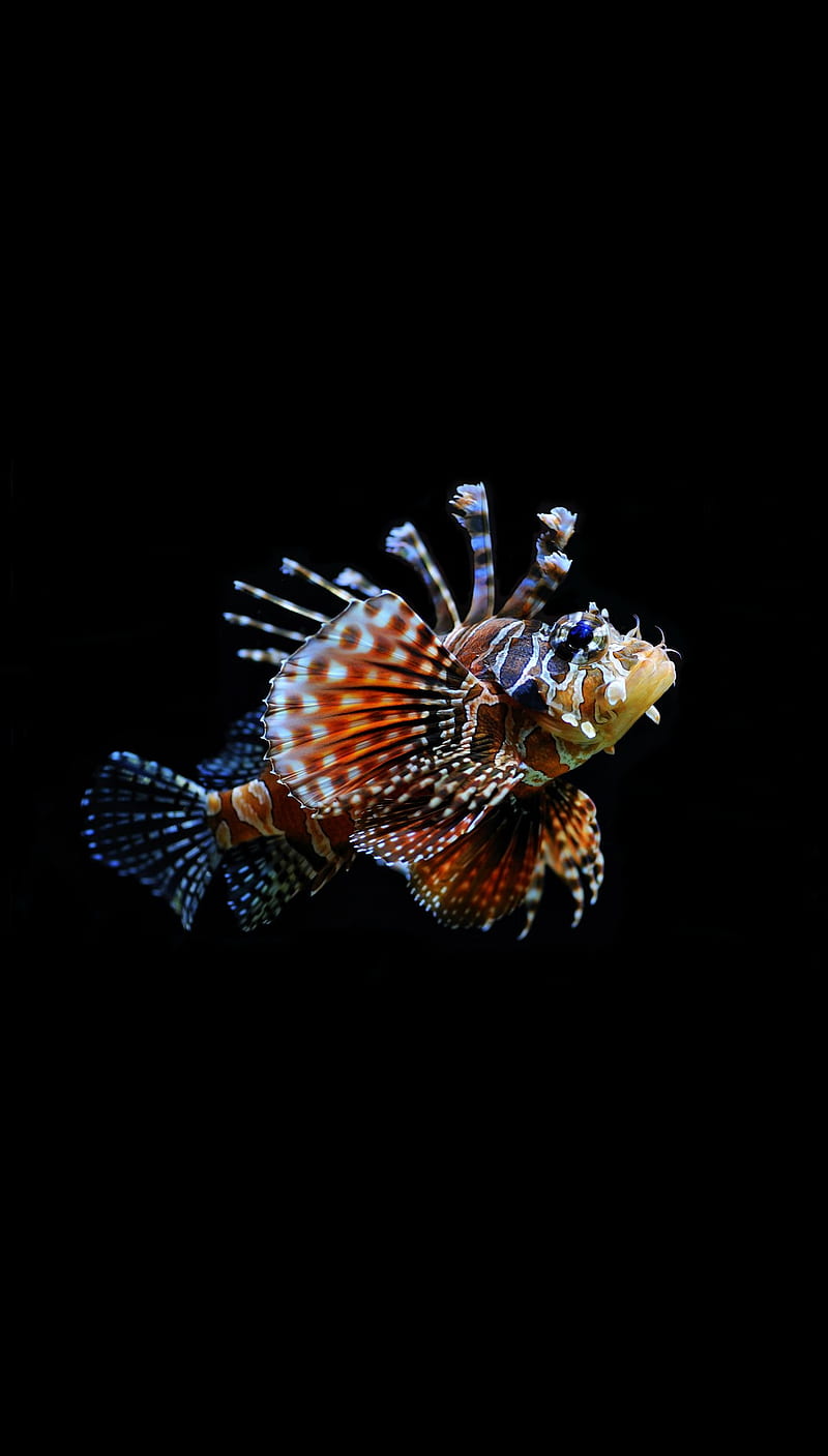 Firefish, fish, aquarium, marine, life, nice, black, background, HD phone wallpaper