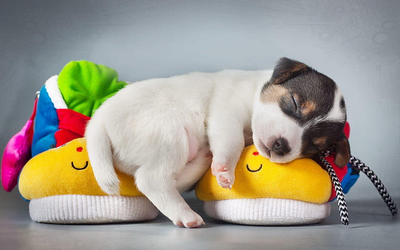 small dog, puppy, cute animals, sleeping dog, pets, slippers, dog year concepts, HD wallpaper