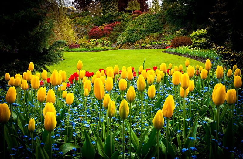 HD tulips garden wallpapers | Peakpx