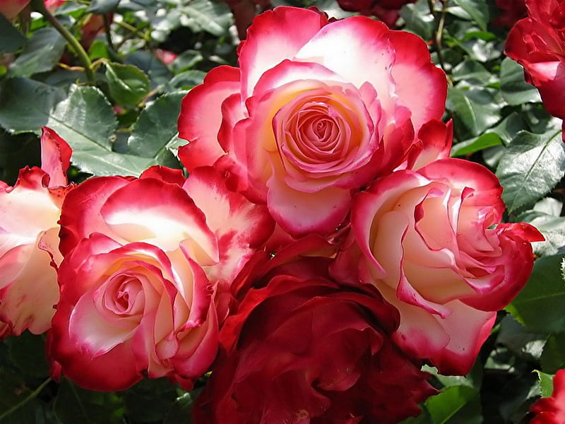 Double Delight Roses, flowers, roses, double delight, fragrant, HD wallpaper