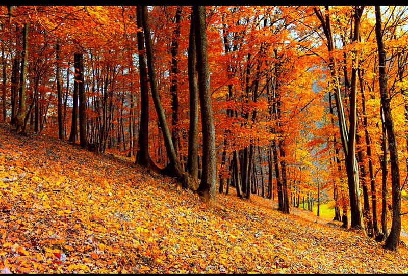 October Colours, forest, nature, trees, golden, HD wallpaper