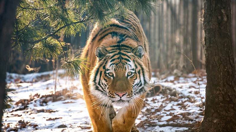 Tiger Is Walking On Show In The Forest Animals, HD wallpaper | Peakpx