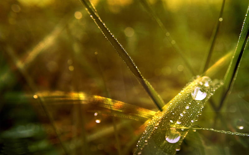 dew drops on grass-Macro graphy, HD wallpaper