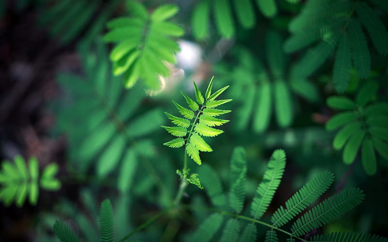 Primitive forest green plant leaves closeup, HD wallpaper