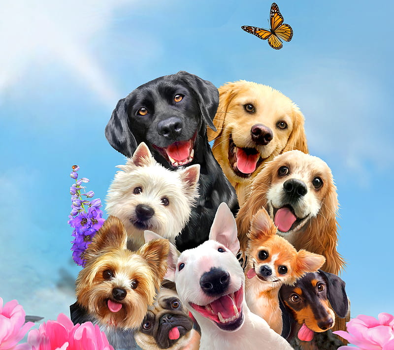 Dogs, animal, chien, HD wallpaper