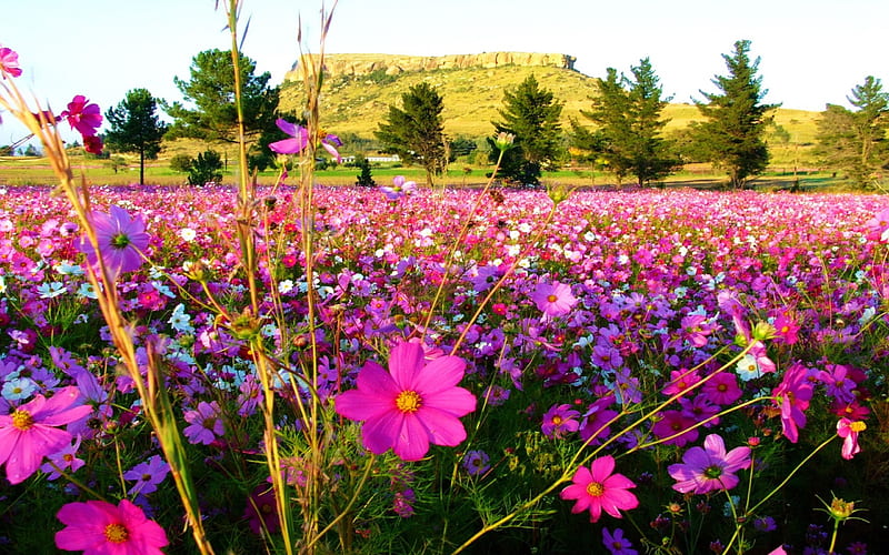 Flower Field, summer, blossoms, colors, trees, cosmea, landscape, HD wallpaper