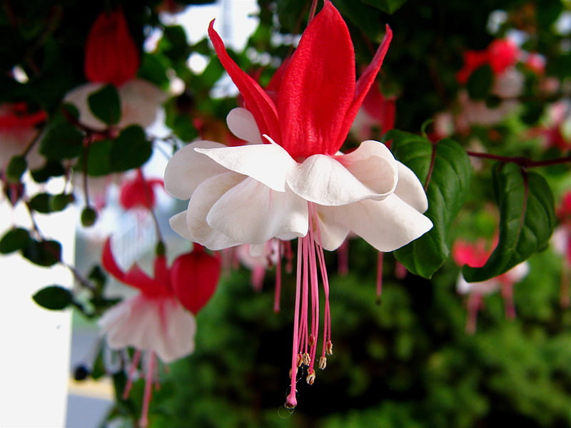 Fuschia, red, flower, white, pink, stamen, HD wallpaper