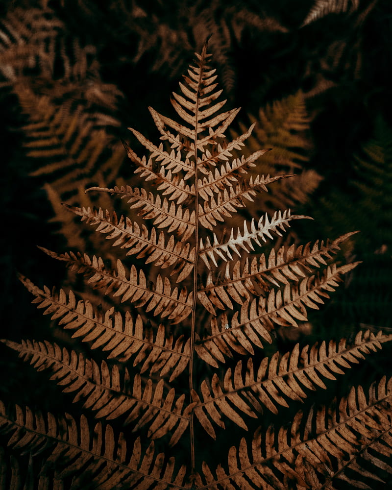 Brown Pine Tree Leaves in Close Up graphy, HD phone wallpaper