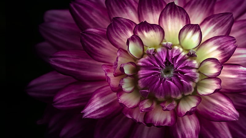 Large Purple Dahlia, layers, big, purple, large, flower, size, nature,  petals, HD wallpaper | Peakpx