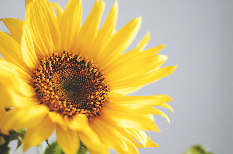 yellow common sunflower, HD wallpaper