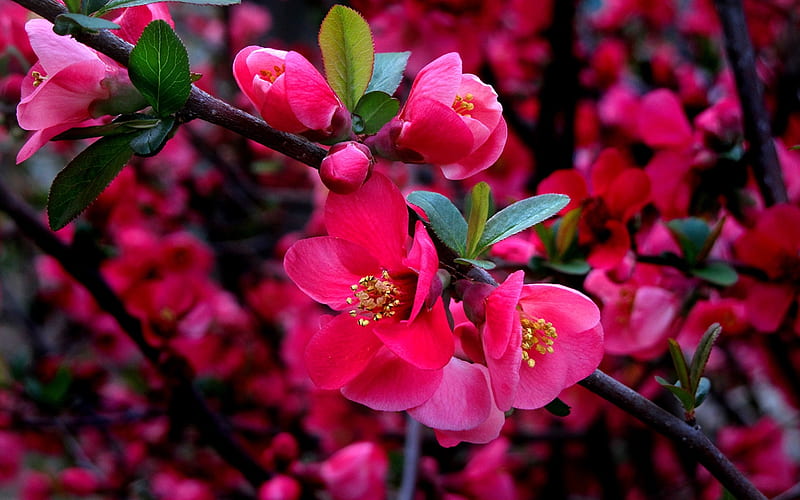 Quince blossom, blossom, pink, quince, flower, spring, primavara, HD wallpaper