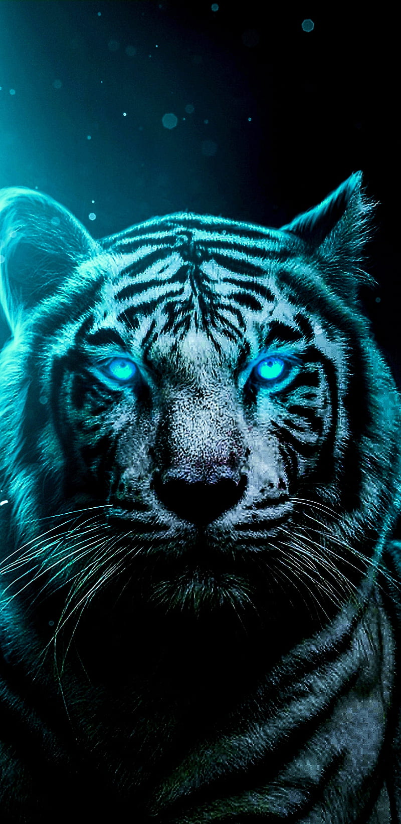White tiger, blue, HD phone wallpaper