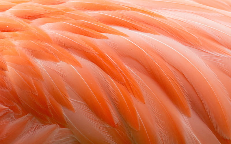 flamingo feathers texture feathers backgrounds, background with feathers, flamingo feathers, macro, feathers textures, pink feathers background, feathers patterns, HD wallpaper