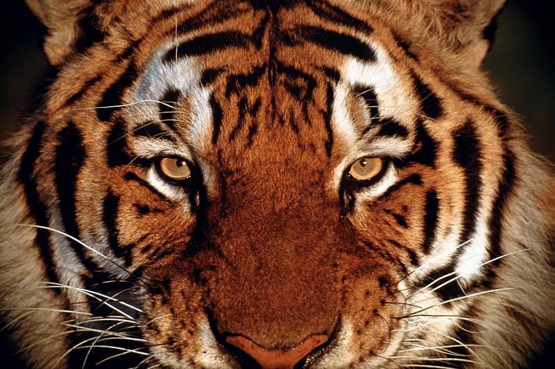 Eye Of The Tiger, siberian tiger, bengal tiger, tiger eyes, tiger, HD wallpaper