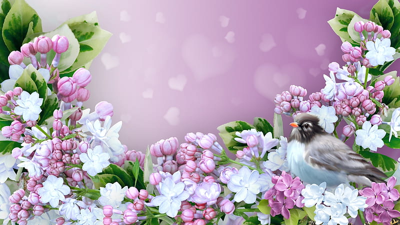 Loving Lilacs, frangipani, bird, flowers, blossoms, spring, lavender, lilacs, blooms, plumeria, HD wallpaper
