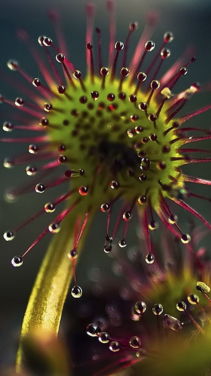 吃昆蟲的植物ideas, Carnivorous Plant, HD phone wallpaper