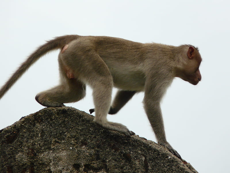 busy monkey, running, monkey, stone, busy, HD wallpaper