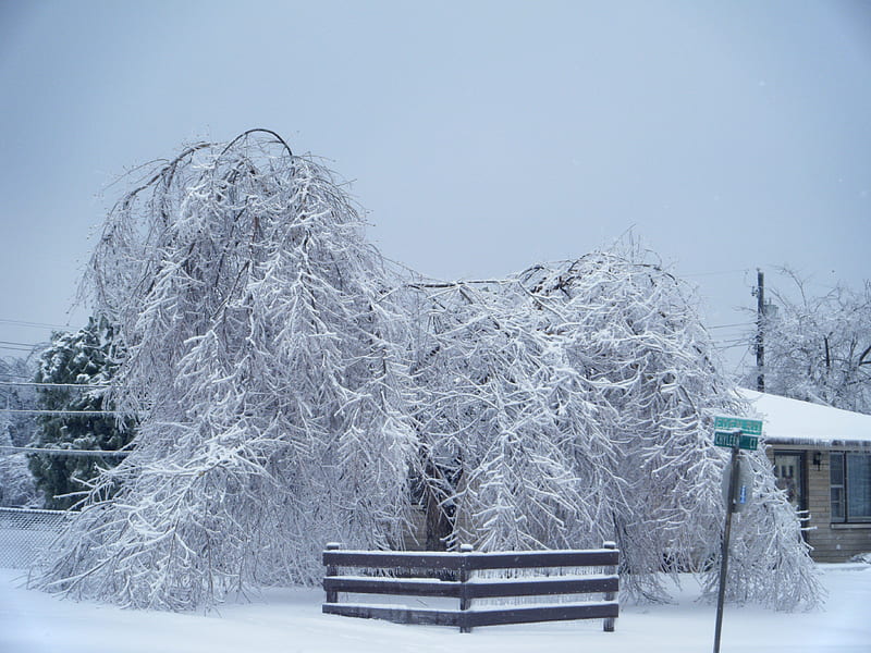 Bow down, tree, ice storm, snow, ice, white, winter, cold, HD wallpaper