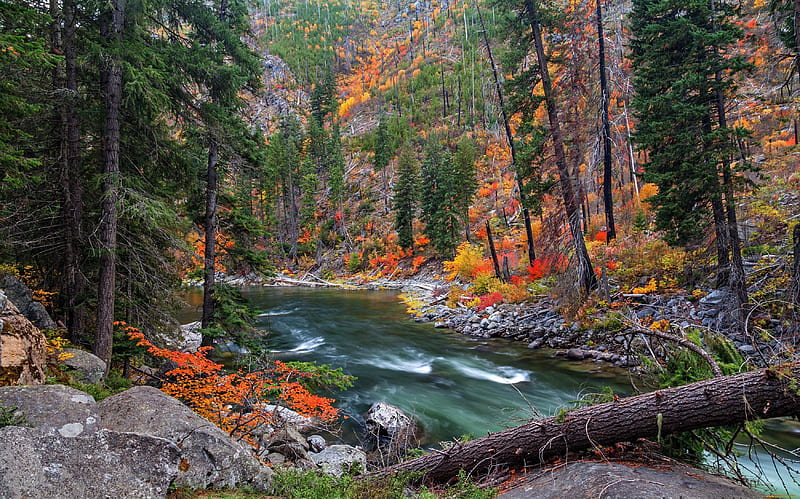 Autumn River, Fall, rocks, leaves, river, trees, Autummn, log, HD wallpaper