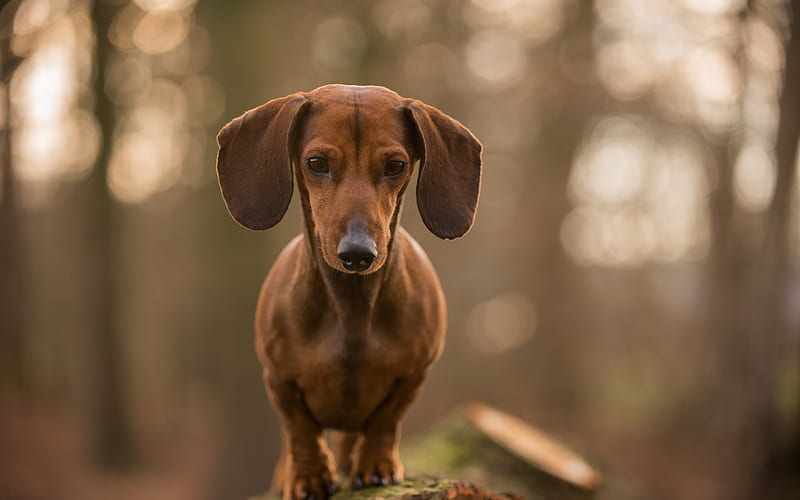 dachshund, little brown dog, cute dogs, pets, forest, brown dachshund, HD wallpaper