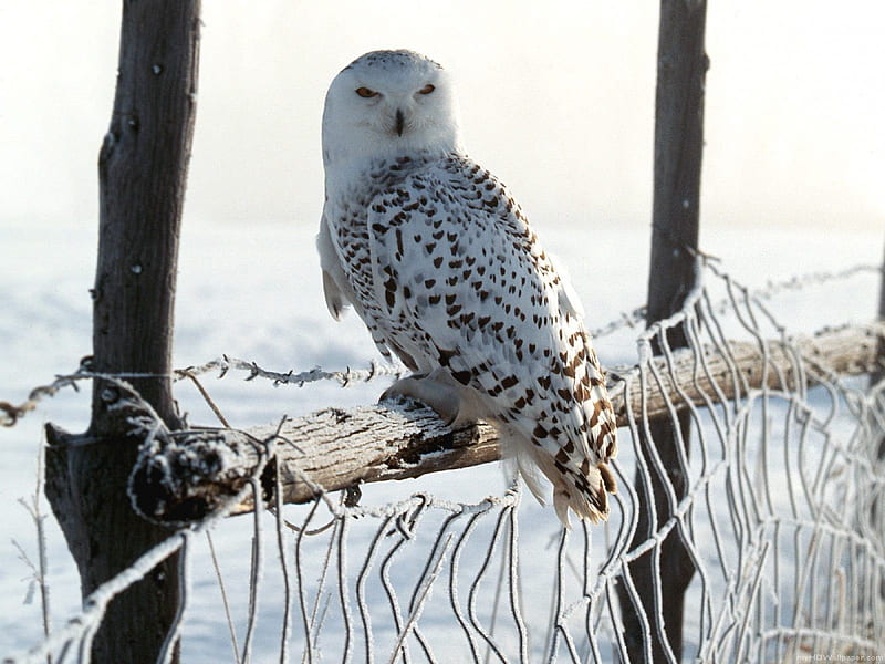 Snow Owl, owl, fence, snowowl, birds, wires, winter, cold, snow, large, nature, white, feathers, animals, HD wallpaper