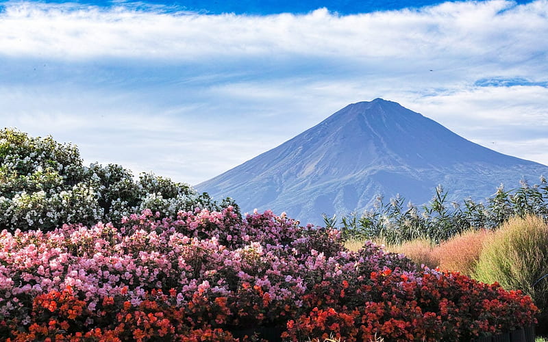 mountain, Fuji, japan, beautiful landscape, wildflowers, HD wallpaper