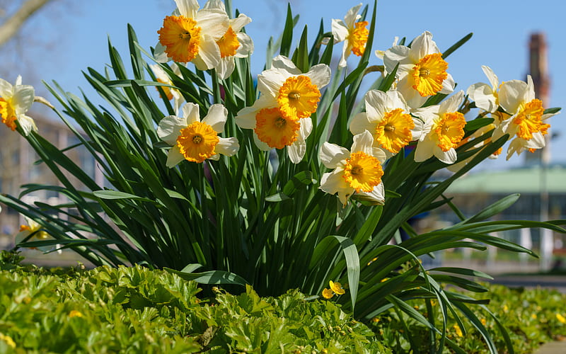 daffodils, white spring flowers, flowerbed, white daffodils, beautiful flowers, HD wallpaper