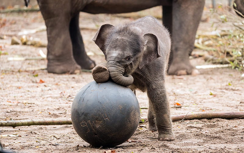 small elephant, ball, elephants, baby elephants, HD wallpaper